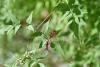 Sympetrum striolatum